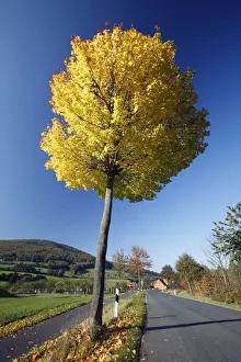 Roads Prints: Norway Maple Tree - autumn - Lower Saxony - Germany
