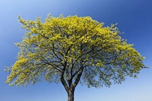 Norway Maple Tree - blossoming