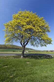 Images Dated 19th April 2011: Norway Maple Tree - blossoming at roadside