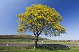 Norway Maple - tree blossoming at roadside