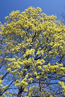 Maples Prints: Norway Maple - tree in flower - springtime Hessen - Germany