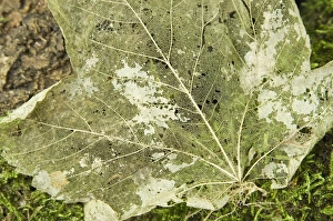 Images Dated 16th September 2007: Norway maple - Veins of the leaf