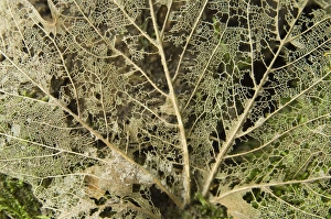 Images Dated 16th September 2007: Norway maple - Veins of the leaf