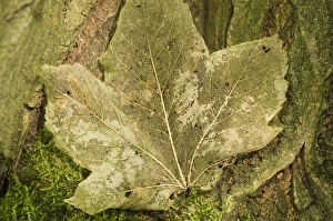 Images Dated 15th September 2007: Norway maple Veins of the leaf