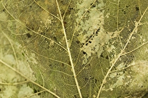 Images Dated 15th September 2007: Norway maple Veins of the leaf