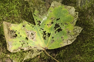 Images Dated 15th September 2007: Norway maple Veins of the leaf
