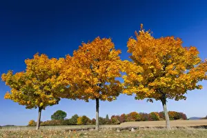 Bench Prints: Norway Maple; three young trees in autumn color, Hessen, Germany