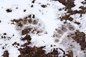 Norway. Polar bear tracks Lerneroyane or