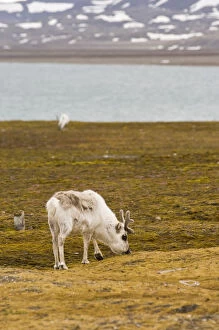 Norway. Reindeer at Ny Alesund Svalbard