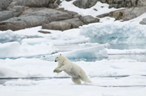 Norway, Spitsbergen. Adult polar bear (Ursus)