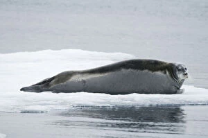 Norway, Spitsbergen. Bearded seal (Erignathus)