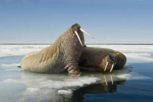 Norway, Spitsbergen, Nordauslandet. Walrus
