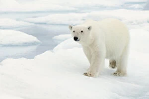 Norway, Spitsbergen. Polar bear (Ursus maritimus)