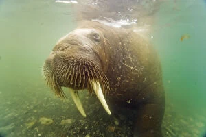 Norway, Spitsbergen. Walrus (Odobenus rosmarus)