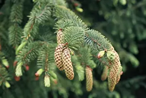 Norway Spruce