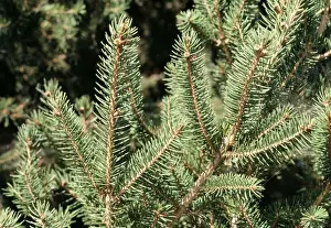 Norway Spruce