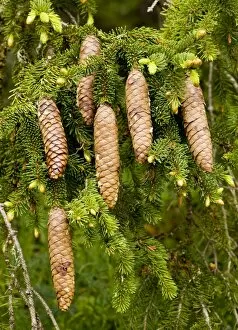 Images Dated 22nd June 2010: Norway Spruce - female cones