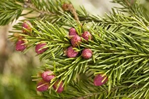Norway spruce in flower