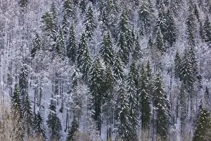Francais Prints: Norway Spruce forest in winter snow, on the Col de Faucille, Jura Mountains, east France