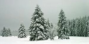 Images Dated 28th September 2007: Norway Spruce - in heavy snow Hautes Fagnes, Belgium