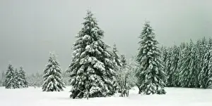 Spruces Prints: Norway Spruce - in heavy snow Hautes Fagnes, Belgium