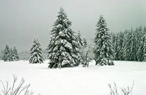 Images Dated 28th September 2007: Norway Spruce - in heavy snow Hautes Fagnes, Belgium