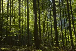 Slovenia Prints: Norway Spruce (Picea abies) and Beech (Fagus sylvatica) forest