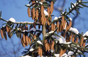 Cones Prints: Norway Spruce - ripened fir cones in winter