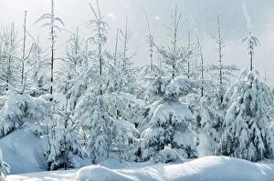 Images Dated 14th February 2005: Norway Spruce Snowing in winter, Belguim