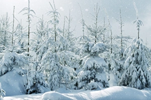 Images Dated 14th February 2005: Norway Spruce Snowing in winter, Belguim