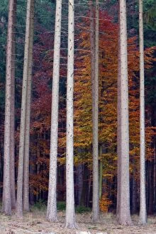 Stems Gallery: Norway Spruce - stems and Beech Trees - (Fagus)