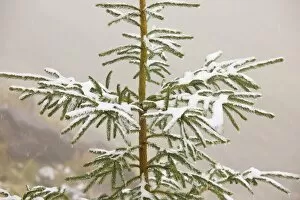 Montane Collection: Norway Spruce tree covered with light snow and frost, high in the Fagaras Mountains