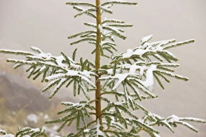Montane Collection: Norway Spruce tree covered with light snow and frost, high in the Fagaras Mountains