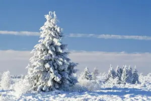 Conifer Prints: Norway Spruce Tree In winter snow
