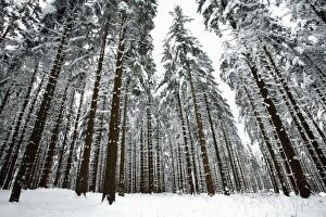 Images Dated 25th January 2010: Norway Spruce - trees covered in snow and ice