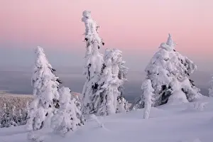 Sunsets And Sunrise Prints: Norway Spruce - trees covered in snow and ice - Brocken mountain - National Park Hochharz - Saxony-Anhalt - Germany