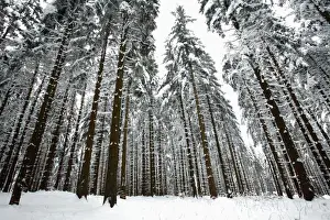 From Below Prints: Norway Spruce - trees covered in snow and ice - Harz Mountains National Park - Lower Saxony - Germany