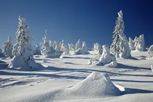 Norway Spruce Trees - covered in winter snow - Brocken mountain - National Park Hochharz - Saxony-Anhalt - Germany