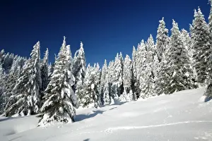 Conifer Prints: Norway Spruce Trees - covered in winter snow - Brocken mountain - National Park Hochharz - Saxony-Anhalt - Germany