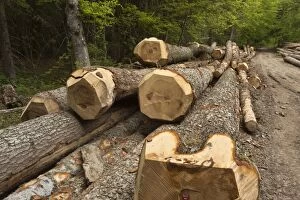 Abies Gallery: Norway Spruce Trees large felled trunks Vercors