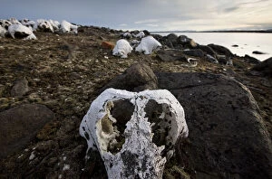Bone Gallery: Norway, Svalbard, Delischoya Island, 300-year-old