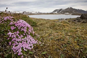 Angle Gallery: Norway, Svalbard, Edgeoya Island, Moss Campion