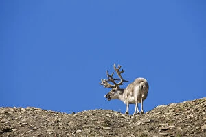 Norway, Svalbard, Edgeoya Island, Reindeer