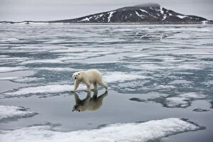 Norway, Svalbard, Nordauslandet, Polar Bear