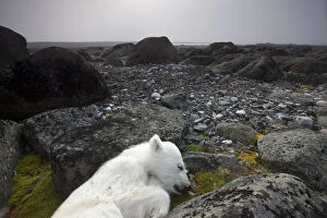 Dead Gallery: Norway, Svalbard, Nordaustlandet, Polar