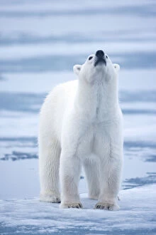 Norway, Svalbard, Polar Bear (Ursus maritimus)