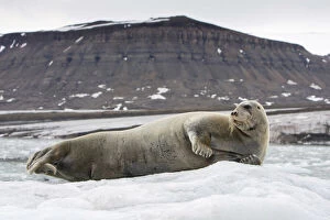 Norway, Svalbard, Spitsbergen, Bearded Seal