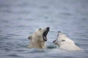Species Gallery: Norway, Svalbard, Spitsbergen Island, Polar