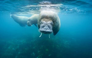 Angry Gallery: Norway, Svalbard, Underwater view of Walrus
