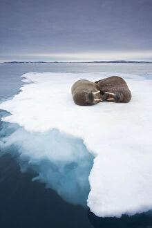 Norway, Svalbard, Walrus (Odobenus rosmarus)